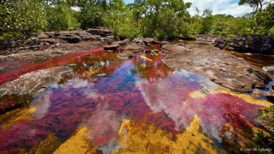 Sông Caño Cristales ở Colombia.  Cảnh quan nước tuyệt đẹp này nằm ở một vùng xa xôi trên dãy núi Serranía de la Macarena. Trong một khoảng thời gian ngắn giữa tháng Chín và tháng Mười Một, dòng sông đặc biệt này chuyển màu và mang đến những màu sắc sống động và rực rỡ như màu đỏ, xanh dương, xanh lá cây và màu cam, được tạo ra bởi một loài thực vật đặc hữu, Macarenia Clavigera, nở trong nước - cũng như rêu và tảo.